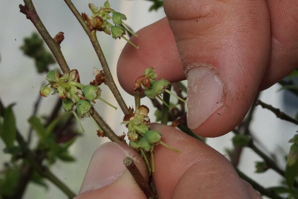 Croiser des myrtilliers