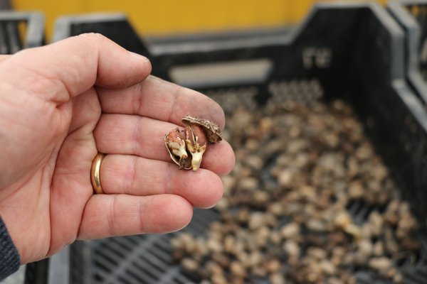 photo de plants d'arachide R&eacute;colte Peanuts Not Just Peanuts Lubera