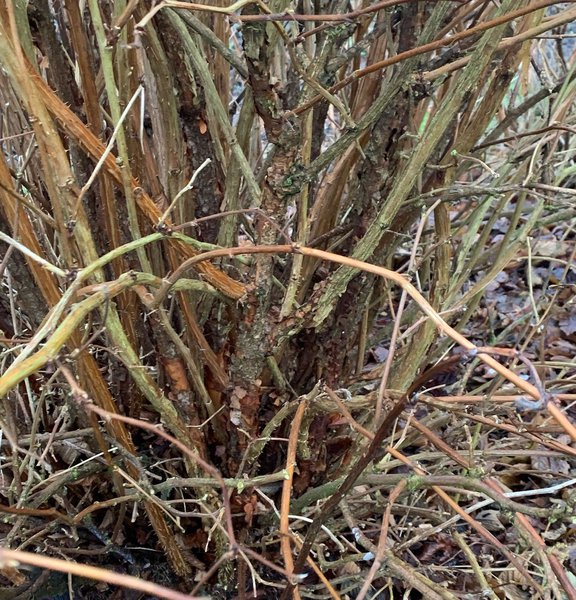 Vieille branche de 5 ans &agrave; la base, Rubus spectabilis Lubera 