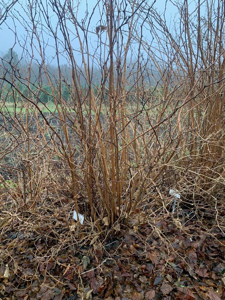 Rubus spectabilis Lubera