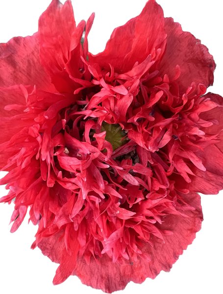 T�rkischer Mohn gef�llt