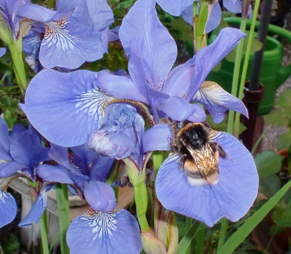 Iris sibirica, plantes vivaces favorables aux insectes