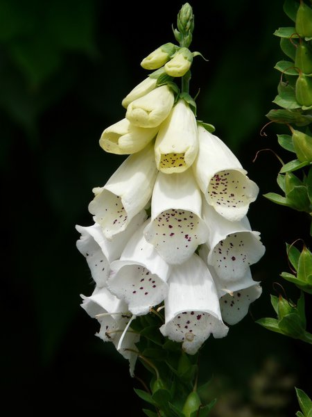 Digitalis purpurea 'Alba'