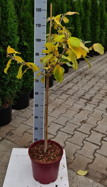 Rubinrote Zaubernuss 'Rubin' - St�mmchen