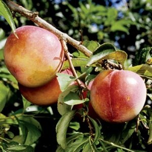 prunus salicina, japanische Pflaume, howard miracle, haward miracle
