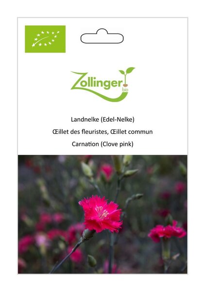 Landnelke (Edel-Nelke)