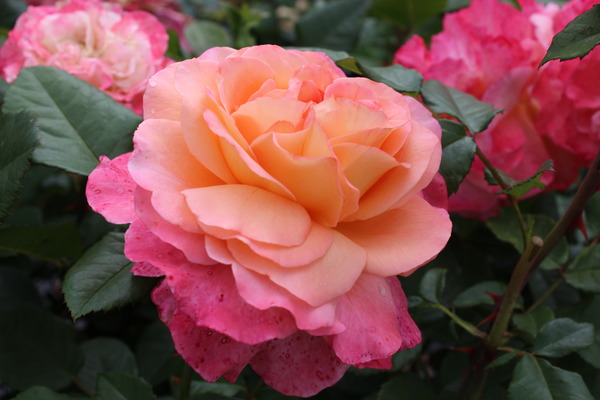Rosier Augusta Luise, planter des rosiers à grandes fleurs