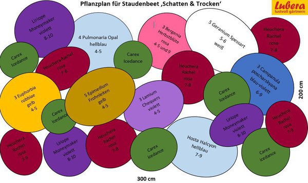 Staudenbeet Pflanzplan Schatten & Trocken, Lubera