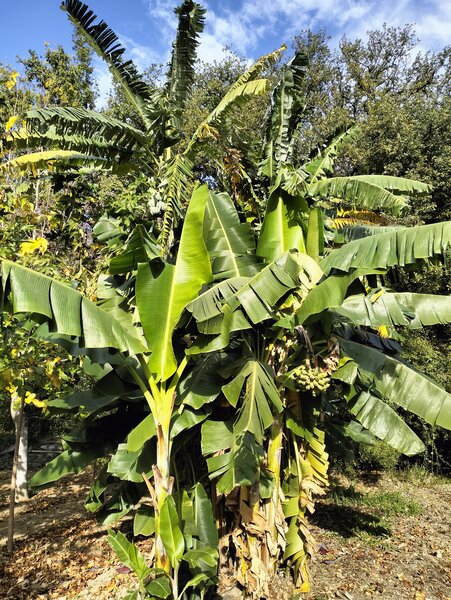 winterharte Banane Musa himalayense speciosa 