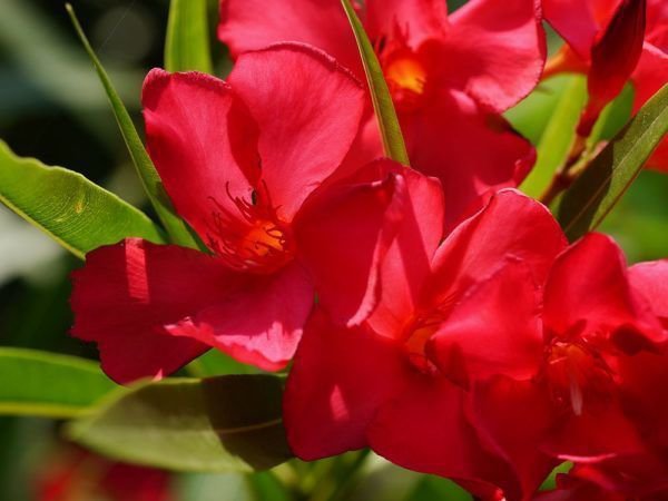 Merveilleuses fleurs du laurier-rose