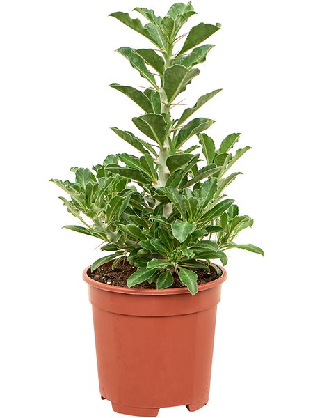 pachypodium saundersii, im 17cm Topf, H�he 45cm, Breite 25cm