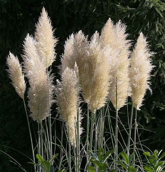 Cortaderia selloana 'Evita' (S)