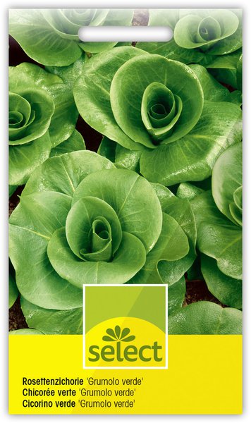 Rosettenzichorie 'Grumolo verde' sehr fr�h