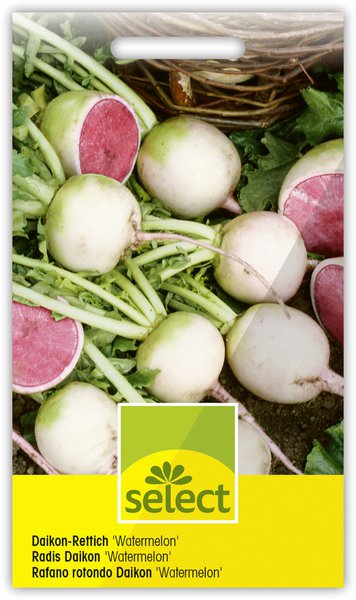 Daikon-Rettich Watermelon