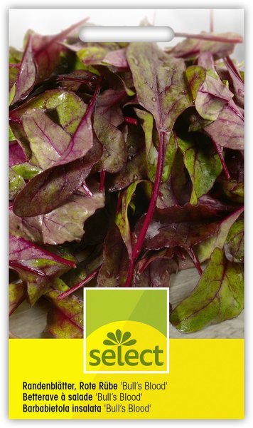 Rote Bete Bl�tter / Randenbl�tter / Rote R�benbl�tter 'Bulls Blood'