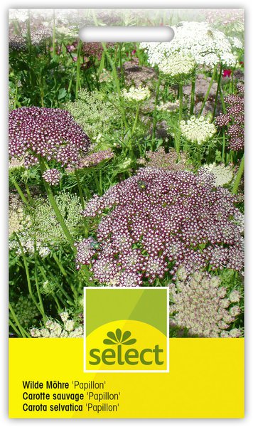 Wilde M�hre 'Papillon'