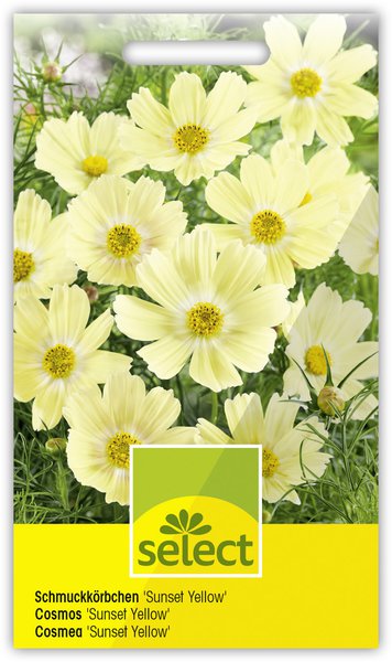 Schmuckk�rbchen 'Sunset Yellow'