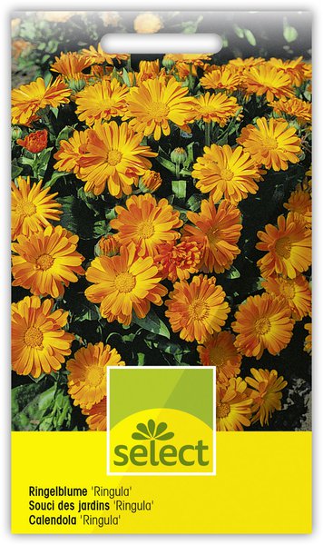 Ringelblume 'Ringula'