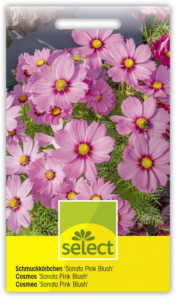 Schmuckk�rbchen 'Sonata Pink Blush'