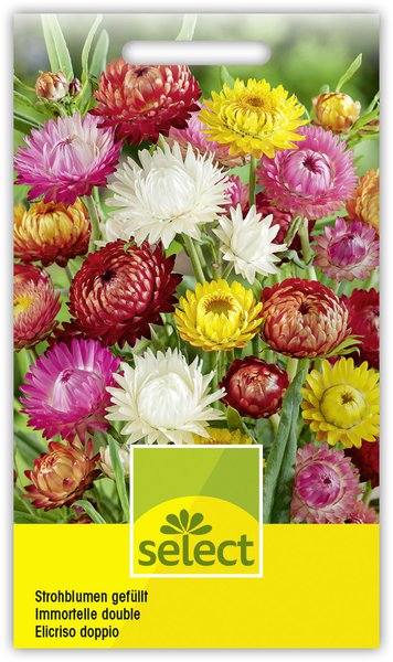 Strohblumen gef�llt