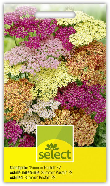 Schafgarbe 'Summer Pastell' F2