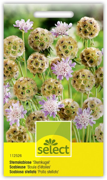 Sternskabiose 'Sternkugel'