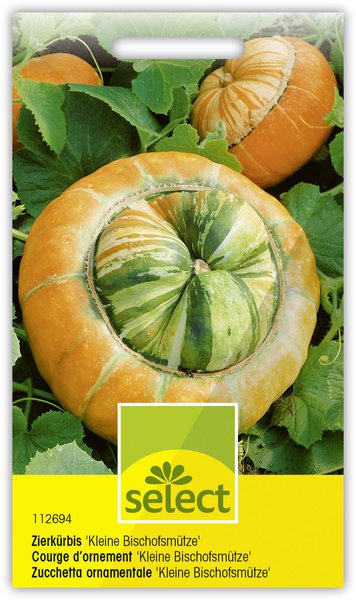 Zierk�rbis 'Kleine Bischofsm�tze'