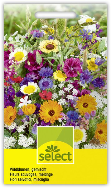 Wildblumen gemischt