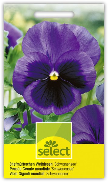 Stiefm�tterchen Weltriesen 'Schwanensee'