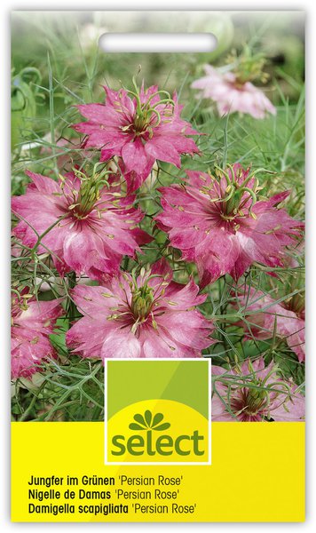 Jungfer im Gr�nen 'Persian Rose'