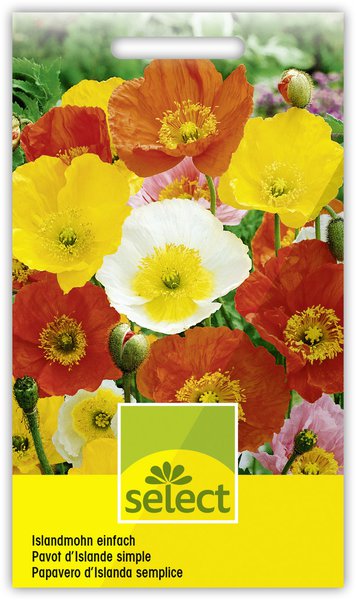 Islandmohn einfach