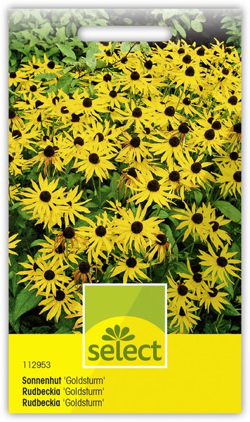 Sonnenhut 'Goldsturm'