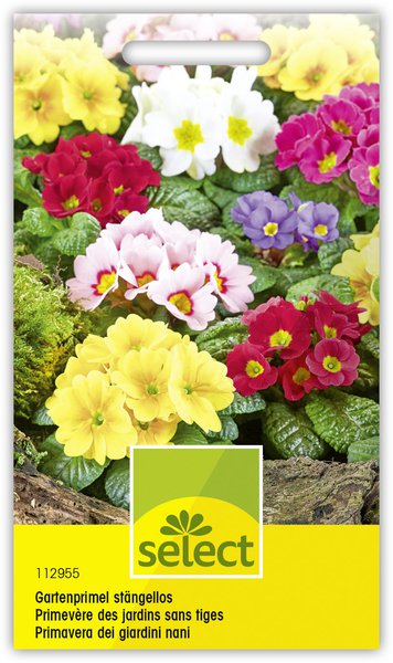 Gartenprimel st�ngellos