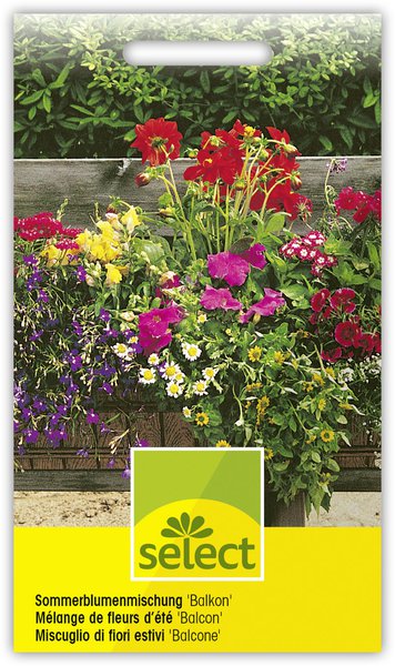 Sommerblumenmischung 'Balkon'