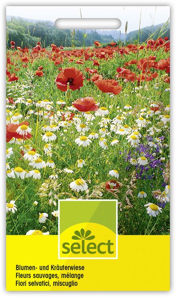 Blumen- und Kr�uterwiese