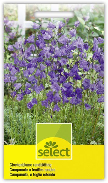 Glockenblume rundbl�ttrig