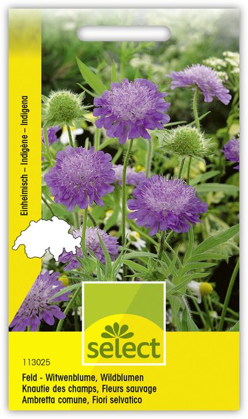 Feld - Witwenblume, Wildblumen