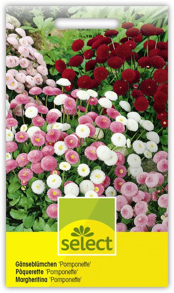 G�nsebl�mchen 'Pomponette'