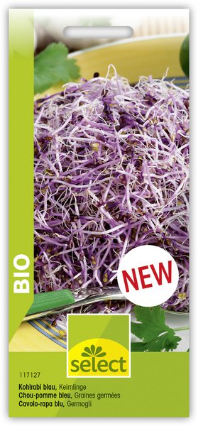 Kohlrabi blau Speisekeimling Bio