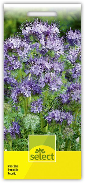 Phacelia