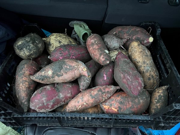 Patates douces, récolte de patates douces automne 2023, sélection, champ d