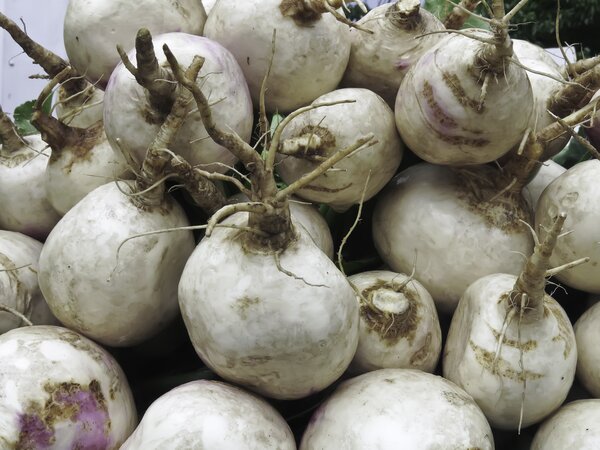 Brassica rapa subsp. Rapa