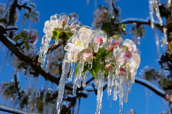 Fleur de pommier, givre, geles tardives