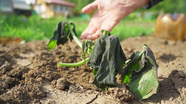 Dommage d�s au gel, Plantes rustiques