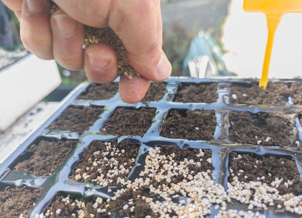 Semer les l�gumes-fruits avant la saison, vermiculite