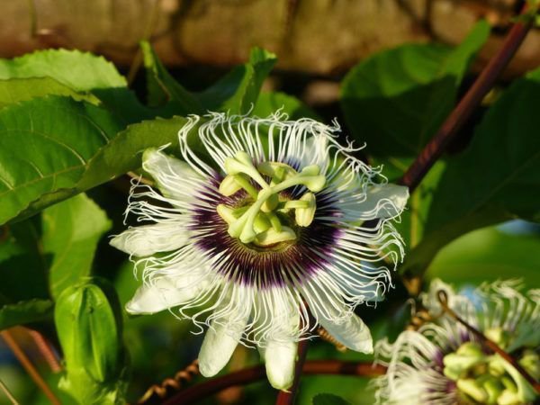 Hiverner <i>Passiflora edulis</i>