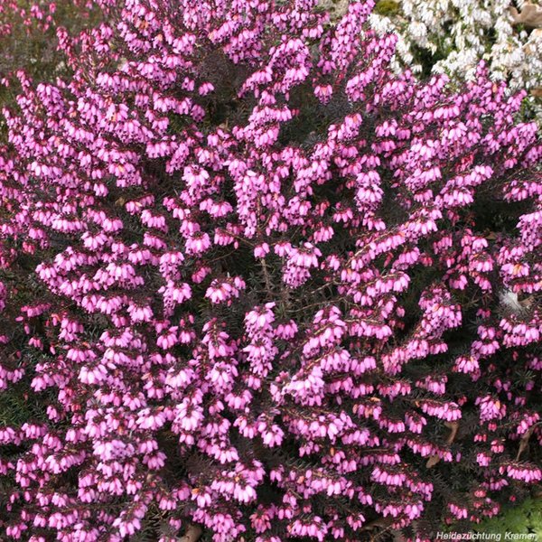 Winterbl�hende Heide 'Spring Surprise' (S)