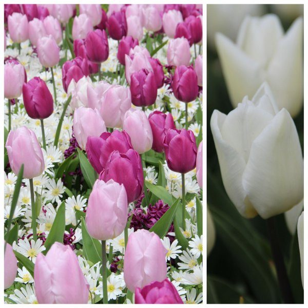 Tulpen-Mischung 'Dynamic Change Completed'�