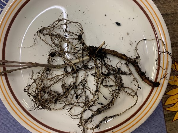Yam, Yampflanze, Gem&uuml;sepflanze, Lubera, Dioscorea, Yamwurzel